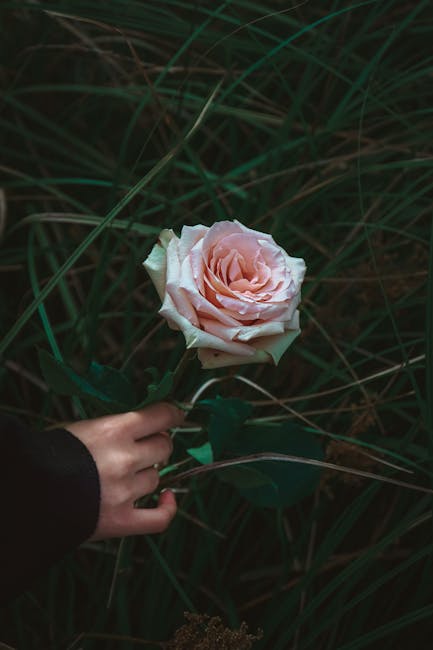 A person's hand holding a single, large, pale pink rose with soft, velvety petals, surrounded by tall, dark green grass. The rose appears fresh, with petals slightly layered in a classic bloom shape. 